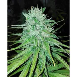 Michoacan Cream