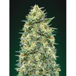 Auto White Widow