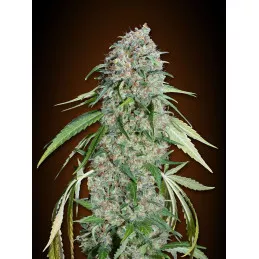 Chocolate Skunk CBD