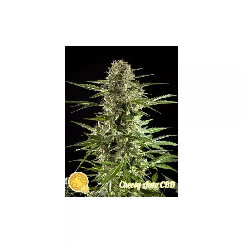 Cheesy Auto CBD