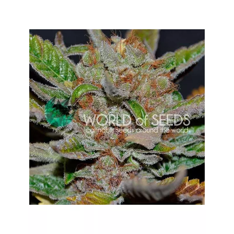 Bubba Haze