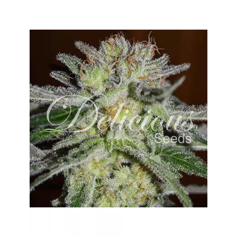 Northern Light Blue