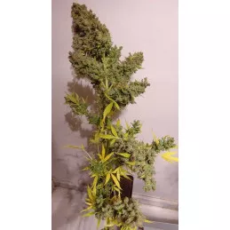 Auto Malawi x Northern Lights