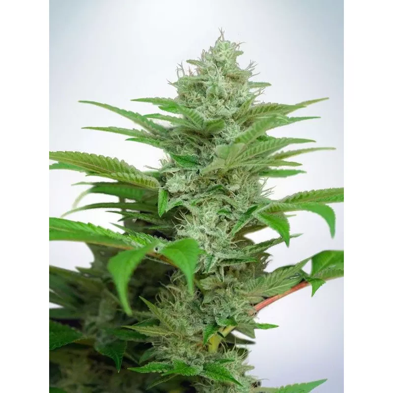 Auto CBD Star