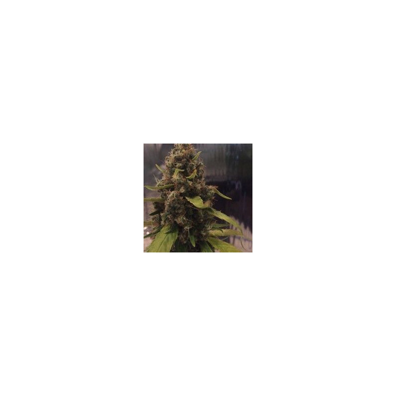 CBD 3D CBD 3D