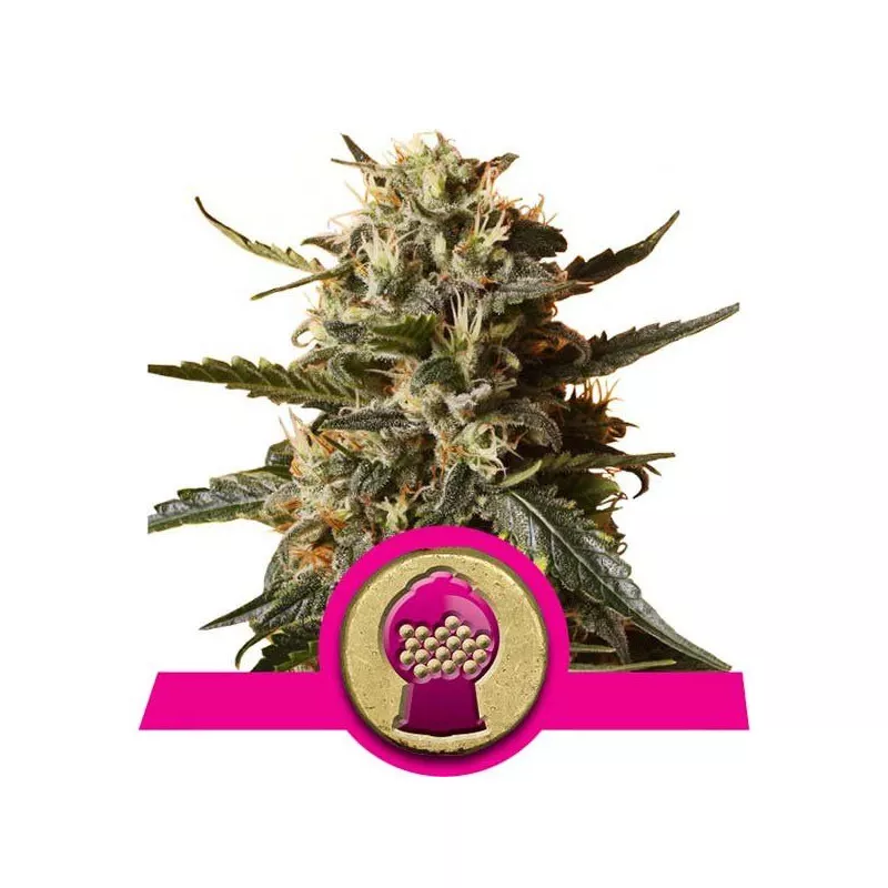Bubble Gum XL