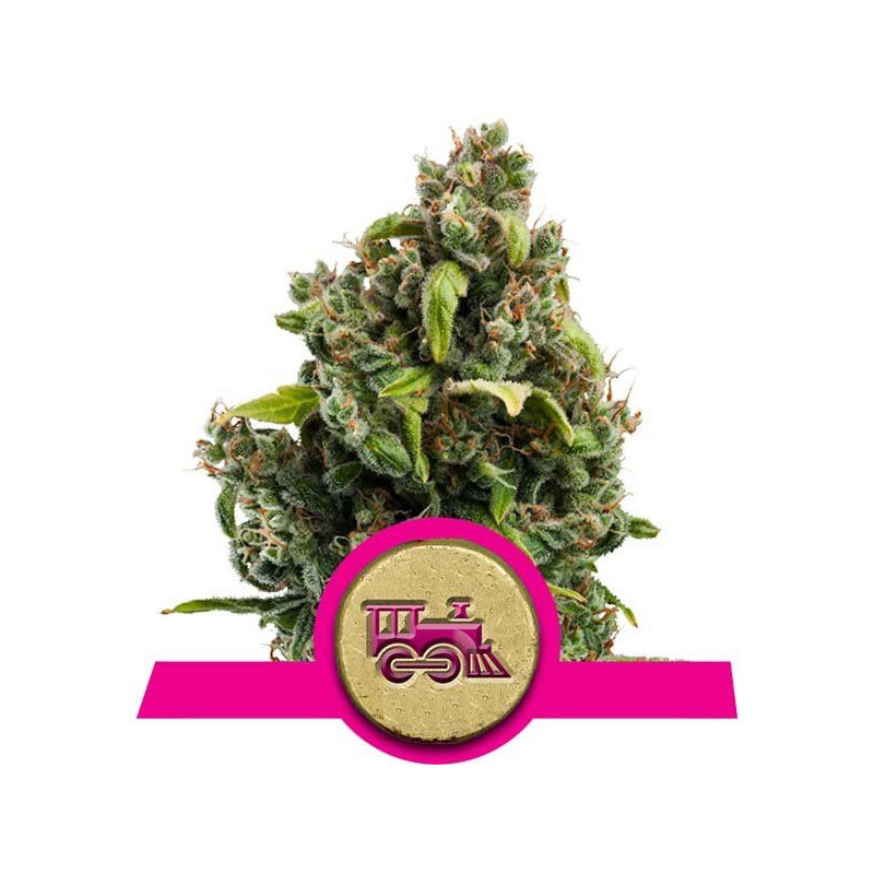 Candy Kush Express Fast Candy Kush Express Fast