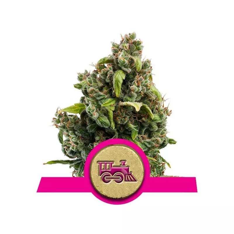 Candy Kush Express Fast