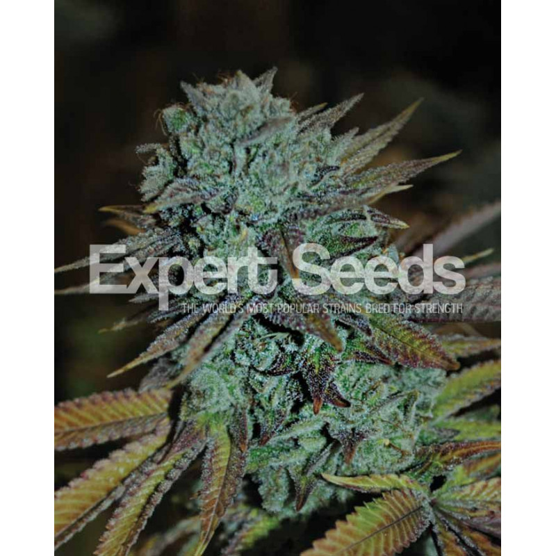Gorilla Glue 4 Gorilla Glue 4