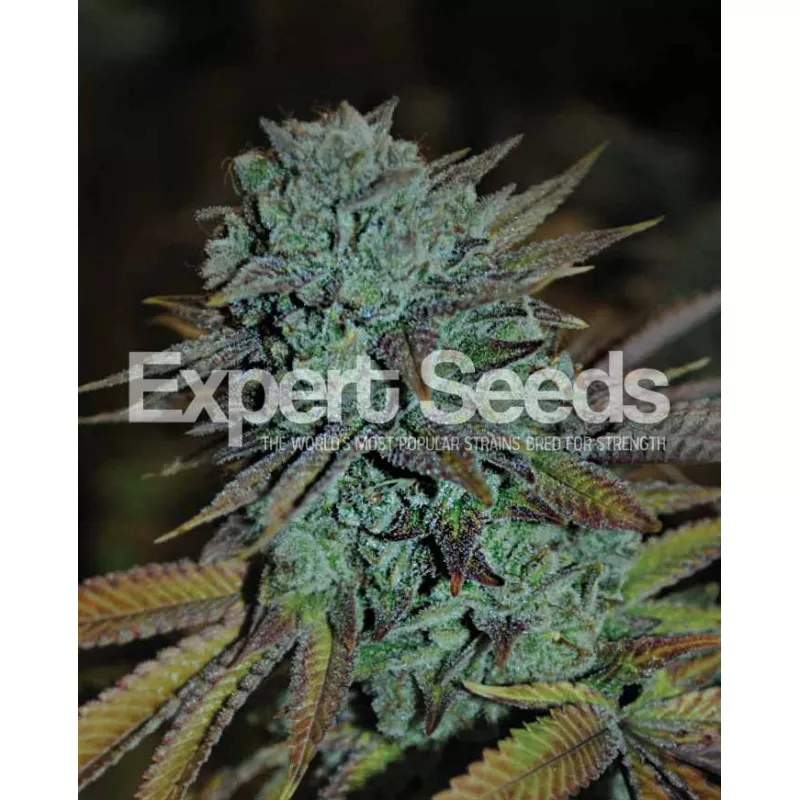 Gorilla Glue 4