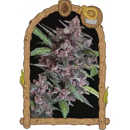 Black Lemon Auto