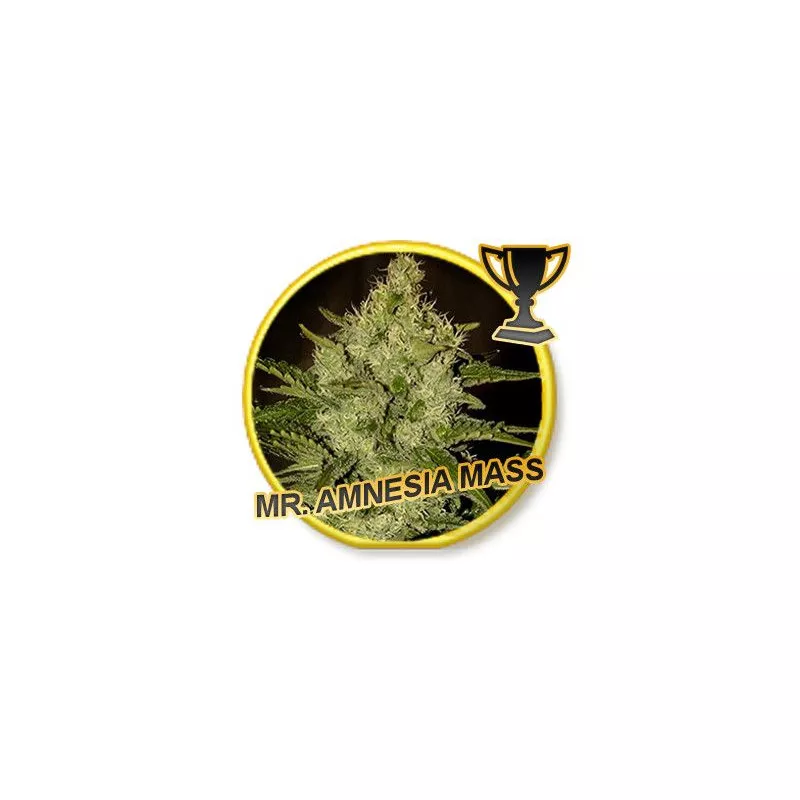 Mr Amnesia Mass