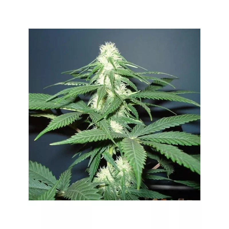 Master Kush
