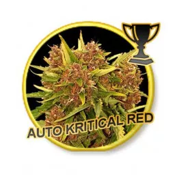 Auto Kritical Red