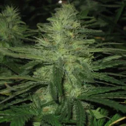 Auto Northern Light