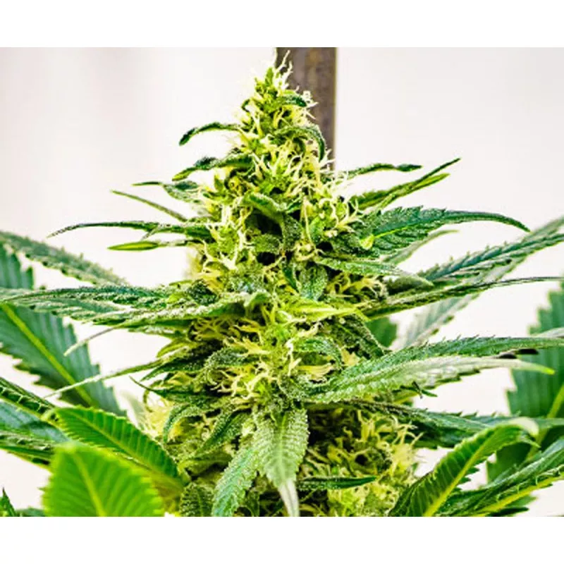 Durban x C99 Grimm Brothers Seeds