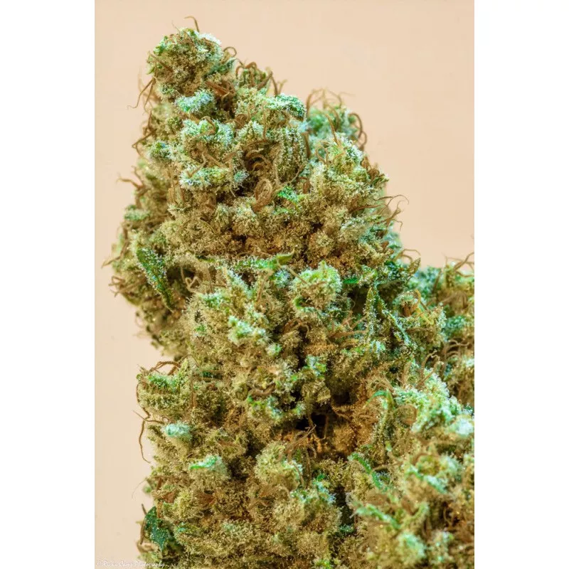 Princess Haze Grimm Brothers Seeds