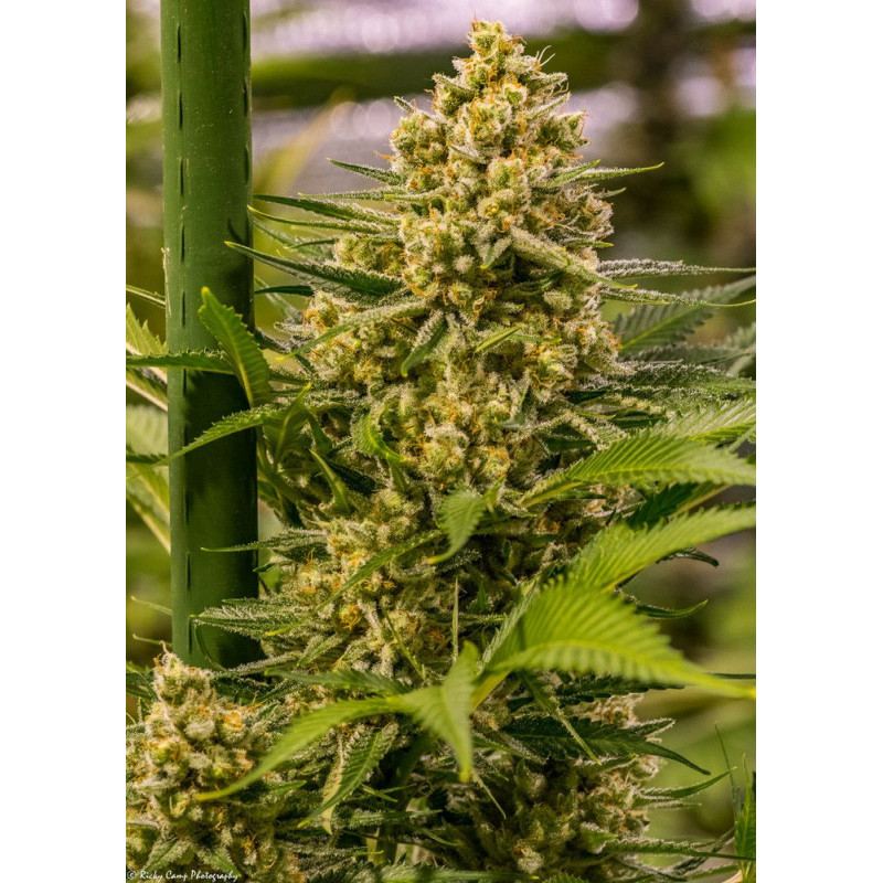 Princess Haze Grimm Brothers Seeds Princess Haze Grimm Brothers Seeds