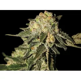 Super Mandarina Exclusive Seeds Bank