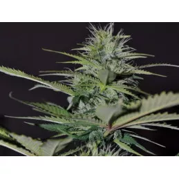 Auto Bilberry Exclusive Seeds Bank