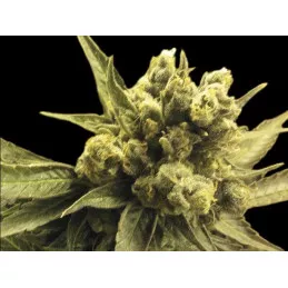 Auto Nemo Exclusive Seeds Bank