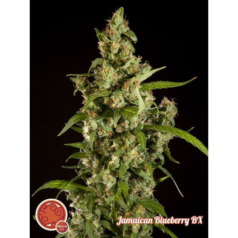 Jamaican Blueberry BX Philosopher Seeds Jamaican Blueberry BX Philosopher Seeds