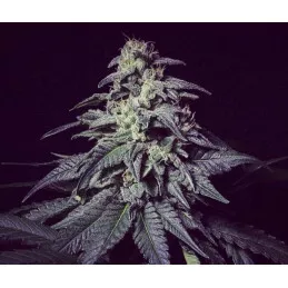 Harybo R-Kiem Seeds feminizadas