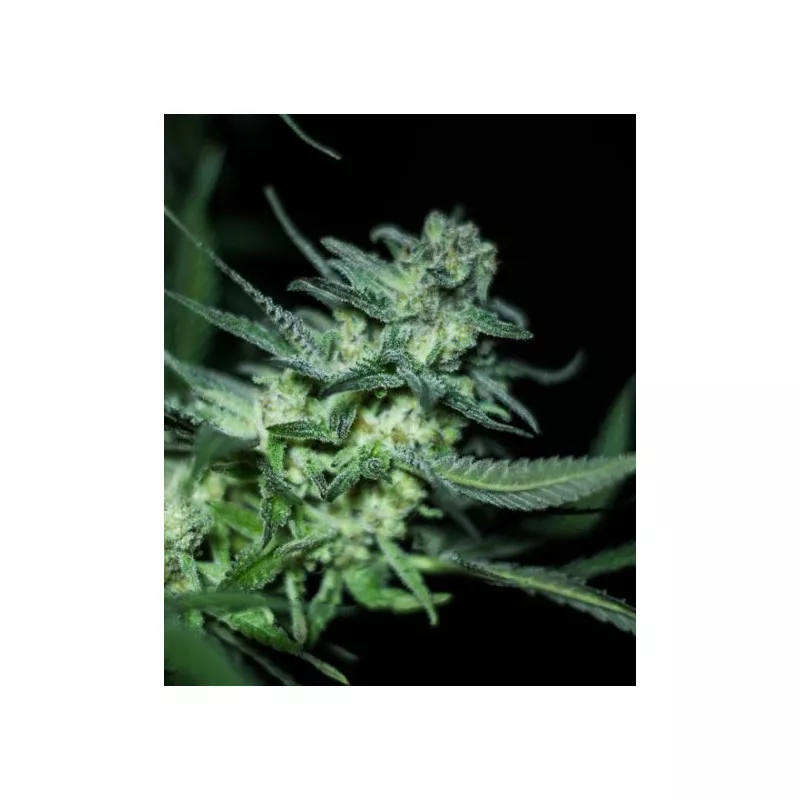 Eli de R-Kiem Seeds