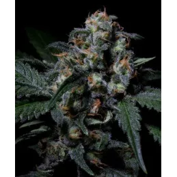 Negra 44 de R-Kiem Seeds