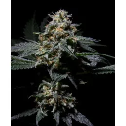 R-Kiem de R-Kiem Seeds