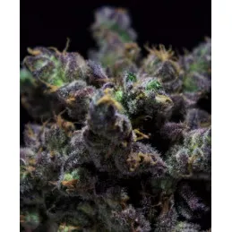 Harybo R-Kiem Seeds feminizadas