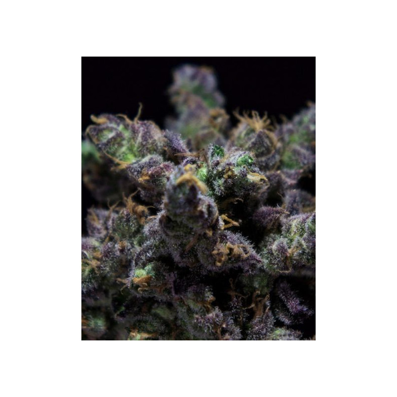 Harybo R-Kiem Seeds feminizadas Harybo R-Kiem Seeds feminizadas
