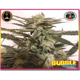 Bluble Cheese