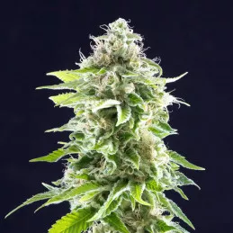 Cookies Haze de Kannabia Seeds