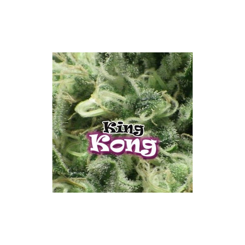 King Kong Dr Underground King Kong Dr Underground