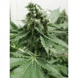 Black Jesus OG Dr Underground