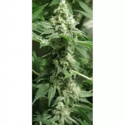 Black Jesus OG Dr Underground