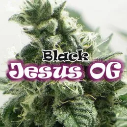 Black Jesus OG Dr Underground
