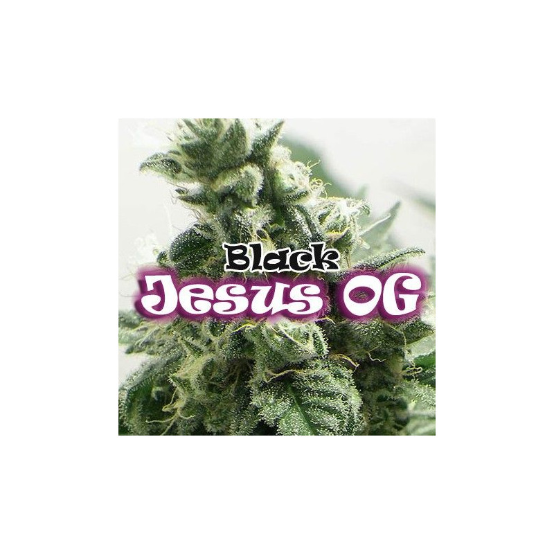 Black Jesus OG Dr Underground Black Jesus OG Dr Underground
