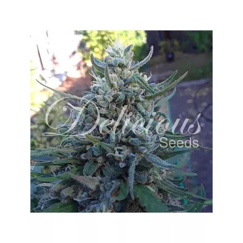 Eleven Roses Delicious Seeds