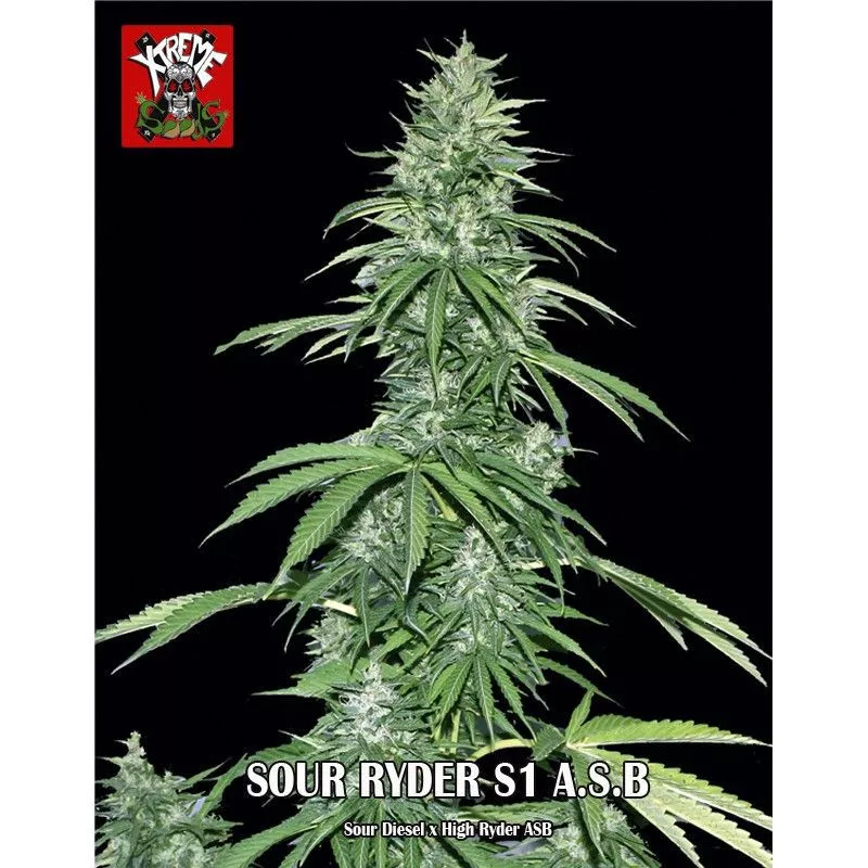 Sour Ryder S1 ASB
