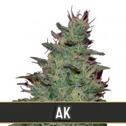 AK Auto Blimburn Seeds