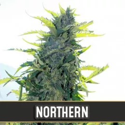 Northern Auto Blimburn Seeds