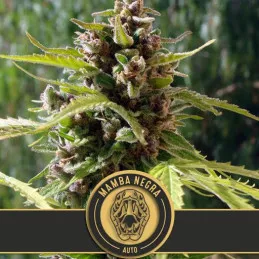 Mamba Negra Auto Blimburn Seeds