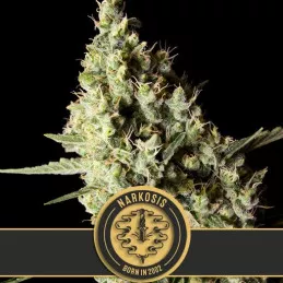 Narkosis Blimburn Seeds