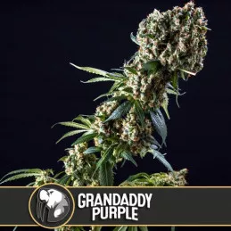 Grandaddy Purple Blimburn Seeds