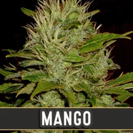 Mango Blimburn Seeds