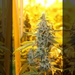 Triangle Kush Haze Connoisseur Genetics