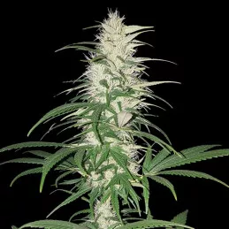 CBD Cherry Kush Sumo Seeds