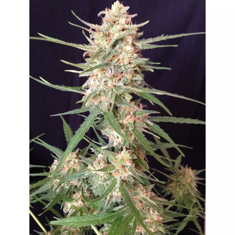 Impala 64 Haze Auto Sumo Seeds